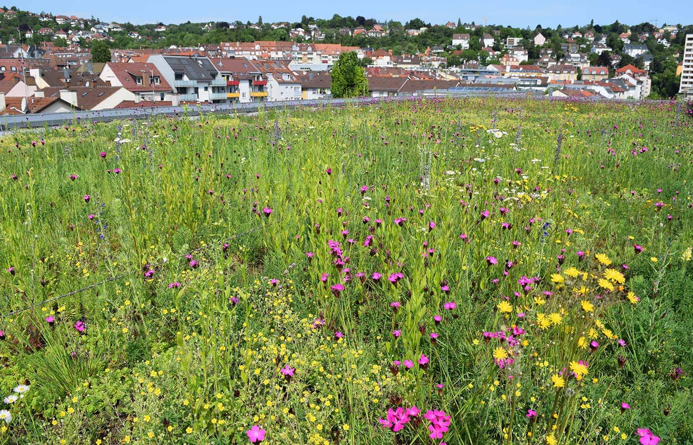 Stuttgart Green Program - Designing a Green Oasis in the Middle of the City