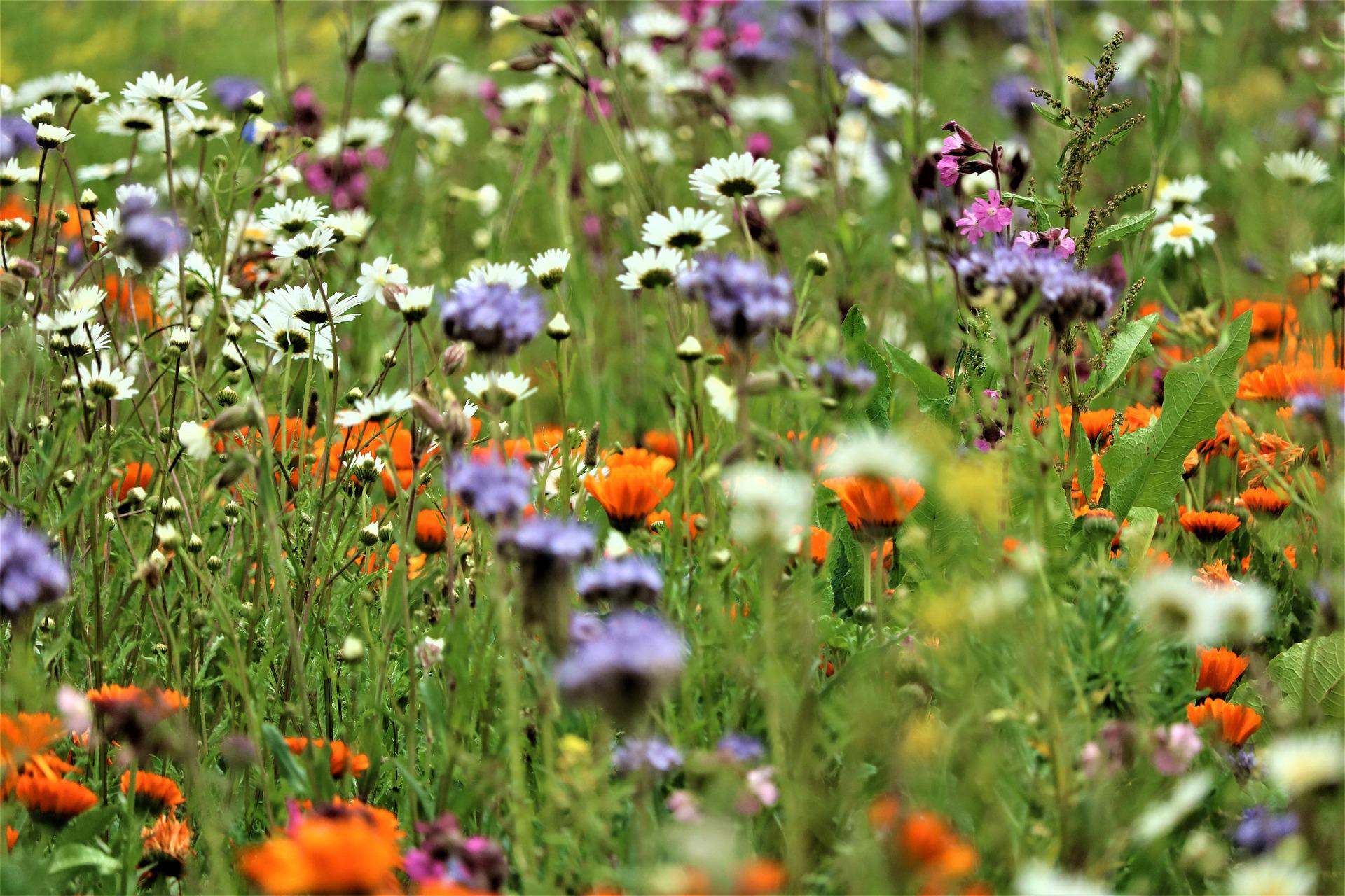 Colorful meadow Stuttgart