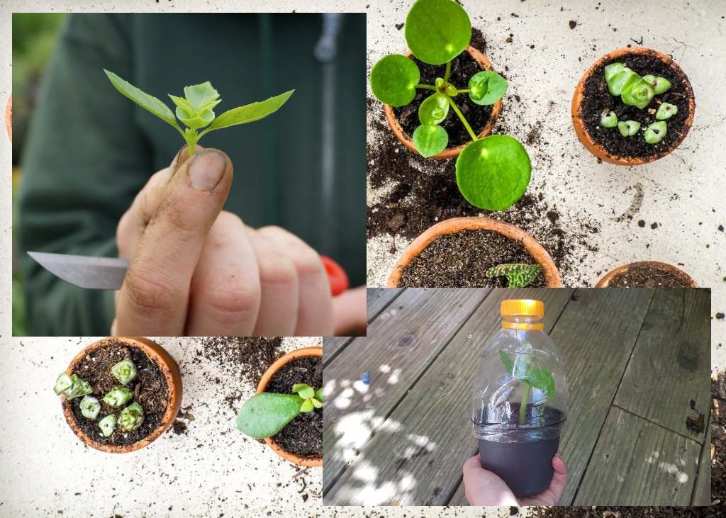 Propagate plants with cuttings yourself