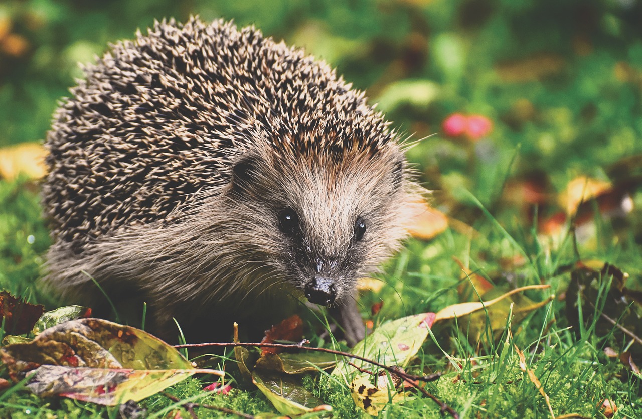 Igel willkommen: So machst du deinen Garten zum Paradies für die Stacheltiere